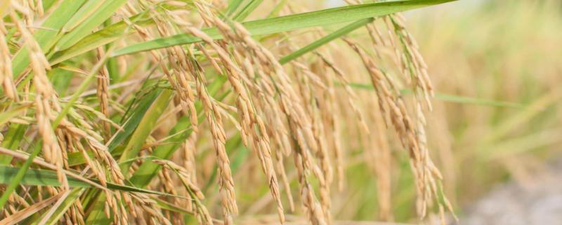 忠香泰苗水稻种简介，该品种株型适中