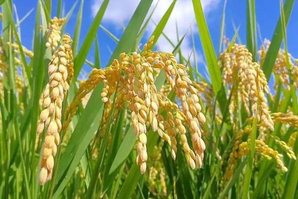 蓉18优339水稻种子简介，综合防治病虫害