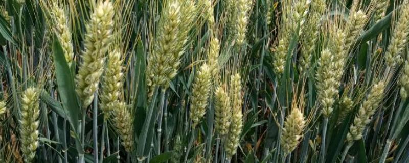 三抗一号小麦品种简介，属于半冬性品种