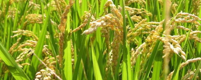 千乡优8123水稻品种的特性，两年平均全生育期169.3天