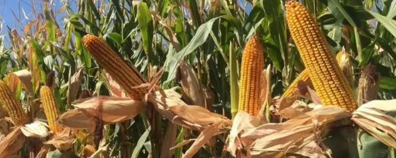 裕单185玉米种简介，并每亩施尿素15千克