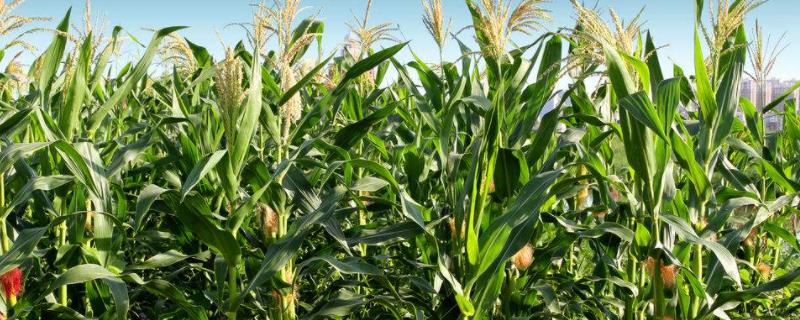 真彩糯1号玉米品种简介，种植密度每亩在3000株