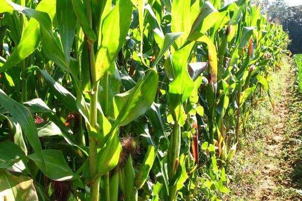 盛农玉8号玉米种子特点，结合每亩施尿素25千克