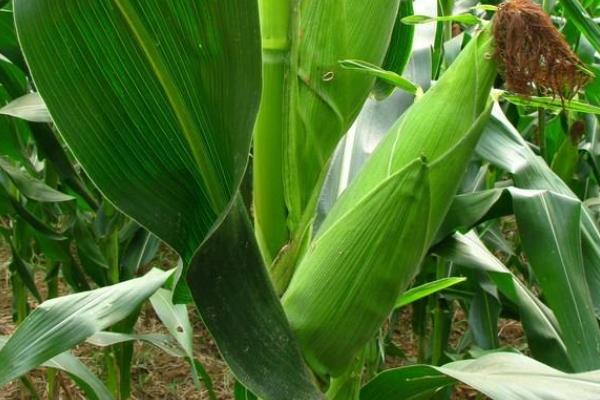 金六谷812（区试名称：贵和玉812）玉米种子简介，生育期122天