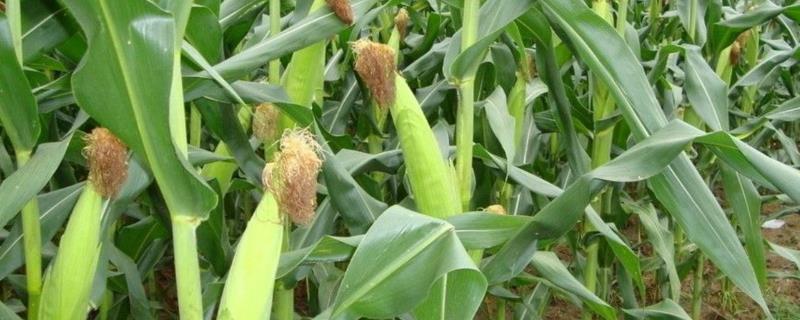 崃玉808（试验名称：崃玉808）玉米种子介绍，及时防治螟虫和粘虫