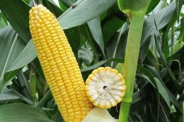 宣宏99（试验名称：宣宏99）玉米种子特征特性，中抗锈病