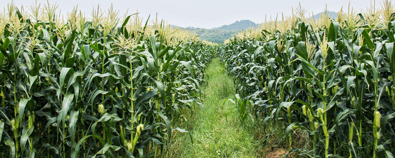 涛玉616（试验名称：涛玉616）玉米品种简介，云南种植密度4000株