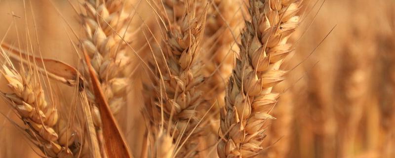 滇麦15号（试验名称：滇麦15号）小麦品种的特性，生育期174天