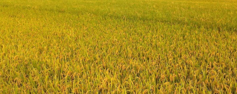 明两优164（试验名称：明两优164）水稻品种的特性，插植密度一般为18×18cm