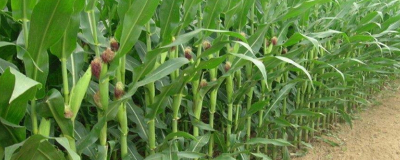 陕单652玉米品种简介，两年区试平均生育期130天