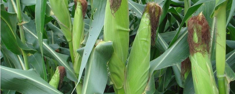 西蒙168玉米品种简介，适宜播种期6月上旬-6月中旬