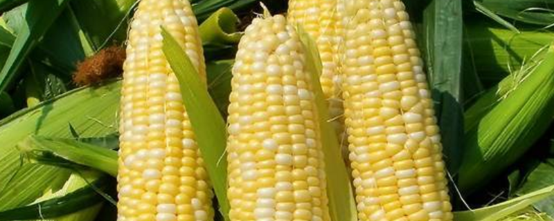 壳盛501玉米品种的特性，适宜播种期6月上旬到6月中旬