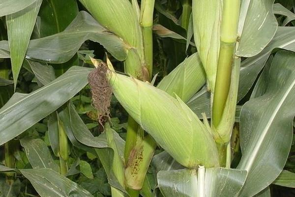 秋润90玉米种子介绍，适宜播种期4月中下旬