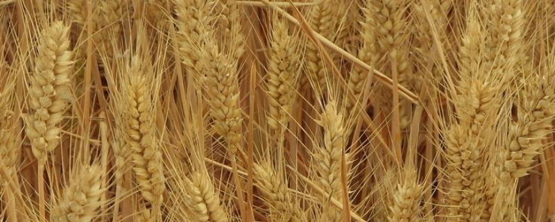 西农619小麦品种简介，注意适时防治小麦病虫草害