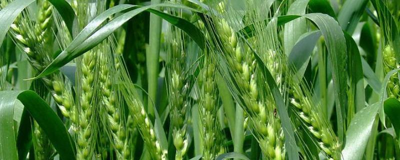 西农858小麦种简介，属弱冬性中熟品种