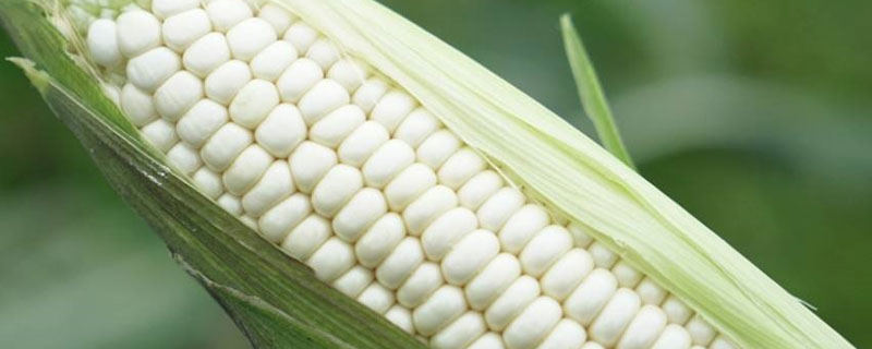 香甜糯938玉米种子特点，种植密度每亩3500株