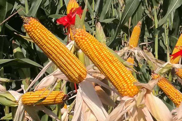香甜糯938玉米种子特点，种植密度每亩3500株