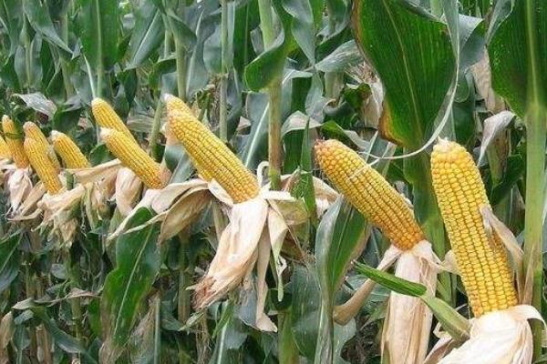 金穗1911玉米种子特征特性，灌溉区种植密度每亩5500株