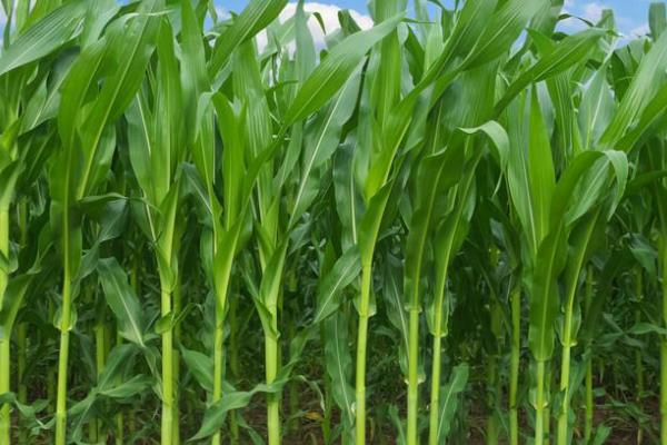 金穗1911玉米种子特征特性，灌溉区种植密度每亩5500株