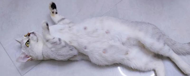 猫怀孕多少天生产，孕期为56-71天