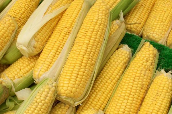 贺丰5号玉米种子介绍，亩密度5000株