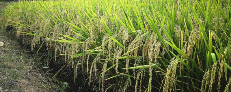 宁粳59号水稻种子简介，播种期4月15日左右