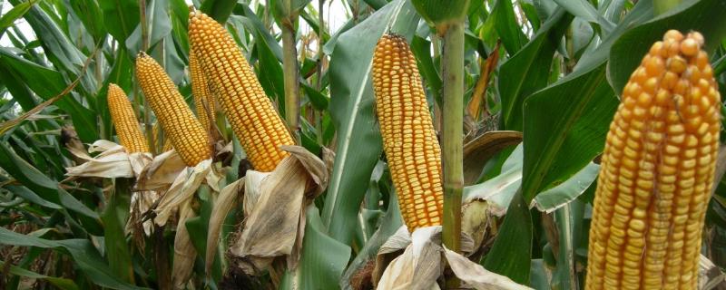 金博士817玉米品种的特性，每亩种植密度3200株左右