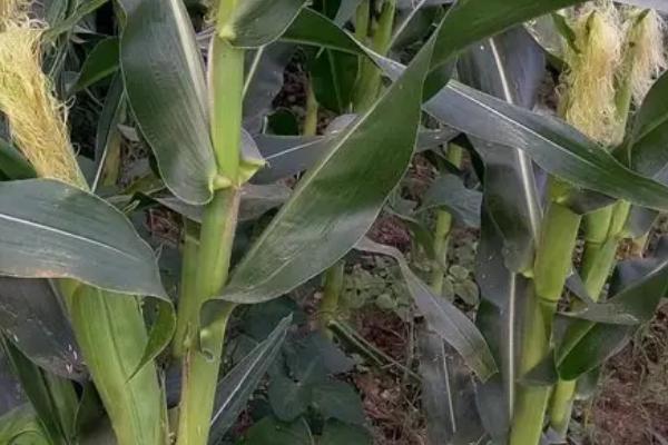 金博士817玉米品种的特性，每亩种植密度3200株左右