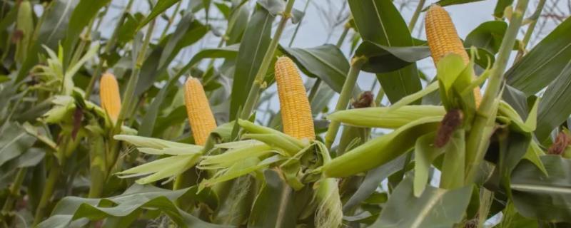 协玉901玉米种子简介，5月下旬至6月中上旬播种