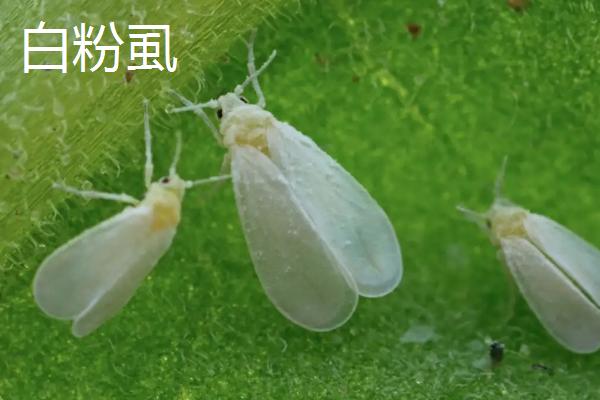 白粉虱怎么防治，可人工释放粉虱天敌也可黄板诱杀等