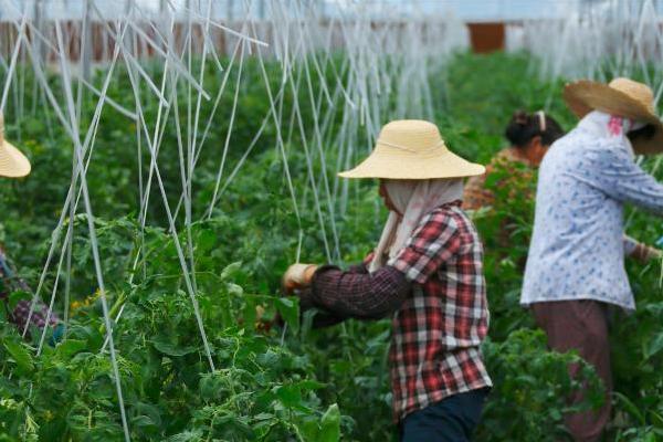 农业生产方式分为哪几种，分为传统农业、现代化农业和生态农业