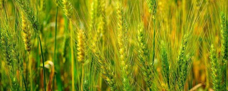 乐土807小麦种子特征特性，适宜播期为10月5日～15日