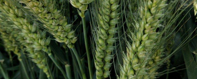 宁洪麦529小麦种子特点，推迟播种或中低产田适当增加