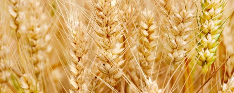 扬辐麦25小麦种子简介，春性小麦品种