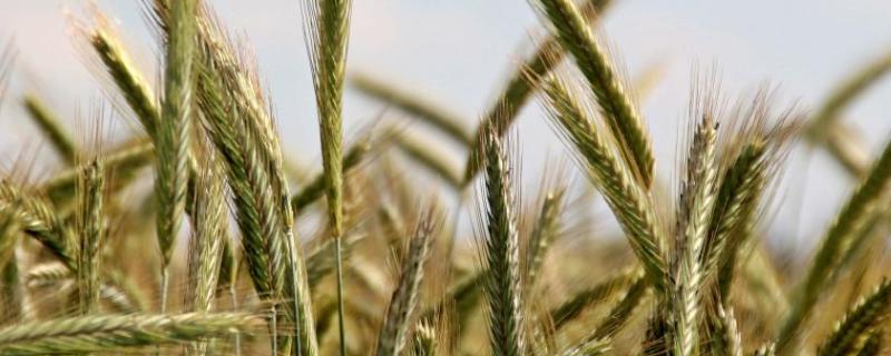 东麦816小麦种子特征特性，足墒播种