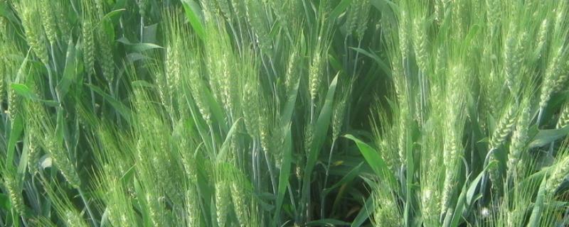 景阳670A小麦种子特征特性，足墒播种
