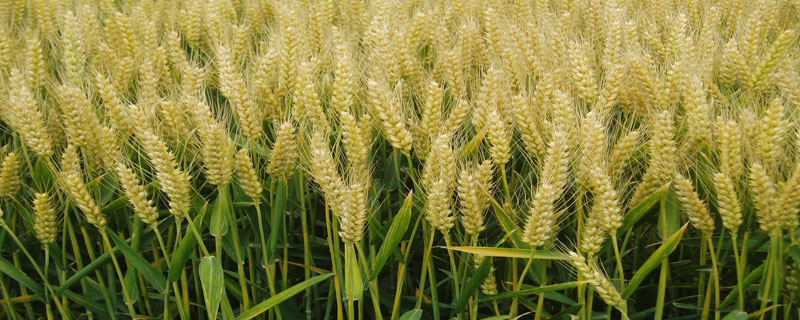博农208小麦品种的特性，每亩适宜基本苗18～22万