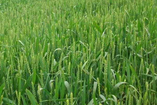 龙麦808小麦种子特征特性，平均生育期248天