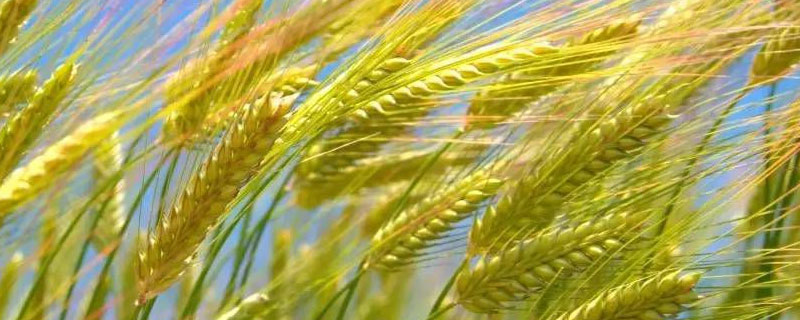 嘉麦328小麦种子简介，该品种属半冬性品种