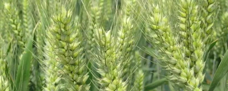 淮麦139小麦品种的特性，每亩有效穗39.8万