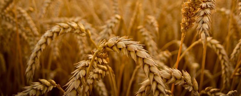 宁麦42小麦种子特征特性，基本苗适期播种每亩15万左右