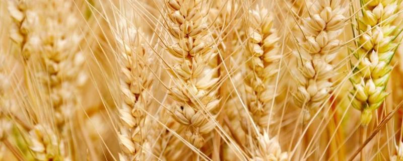 辉丰麦156小麦种子简介，每亩有效穗32.8万