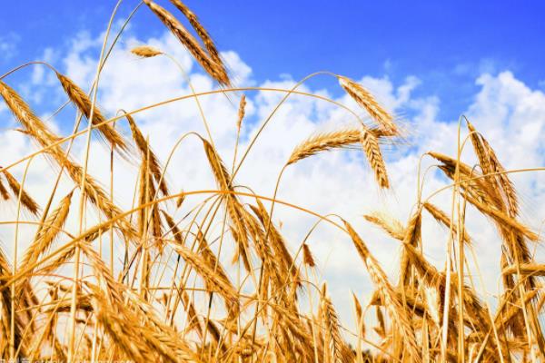 南农999小麦种子特征特性，推迟播种或中低产田适当增加
