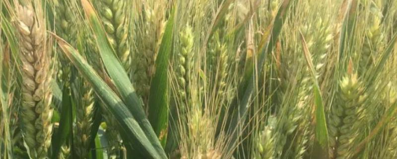 盐麦1902小麦品种的特性，每亩有效穗32.9万