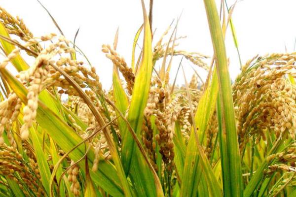 香禾优6355水稻种子简介，晚造全生育期115～116天