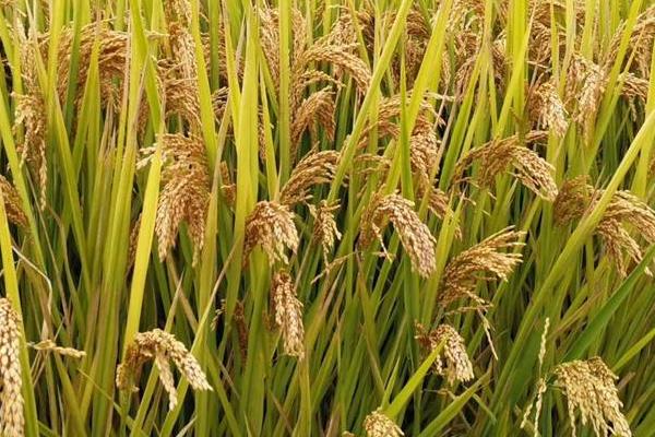 恒香优香丝苗水稻品种的特性，晚造全生育期111天