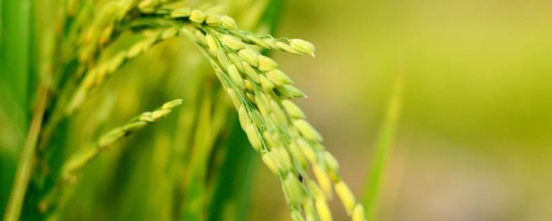 粤禾优1055水稻种简介，早造全生育期123～133天
