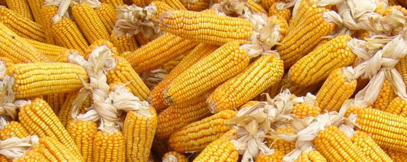 珍棒511玉米品种简介，5月下旬至6月中上旬播种