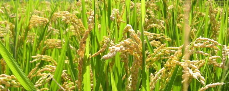 耕香优晶晶水稻品种简介，中抗稻瘟病