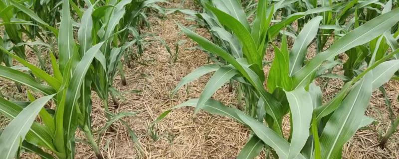 金博士736玉米种子特征特性，适宜中等以上肥力地块种植
